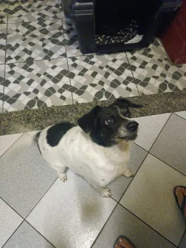 Adoção