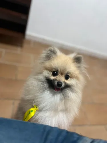 ? Spitz Alemão à Venda ?