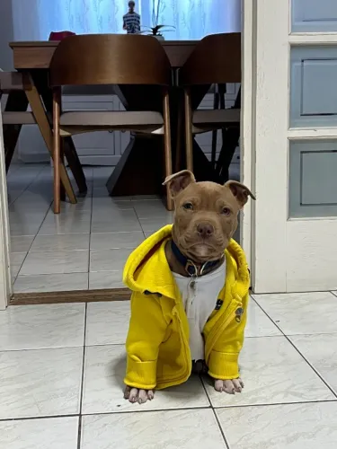 Filhote de Pitbull