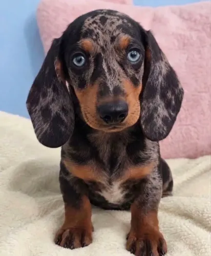 SALSICHA (DACHSHUND) MINI C/ KIT BOAS VINDAS