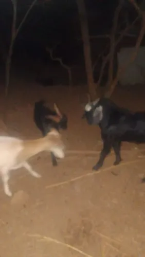 Cabras, cabritos e bodes a parti de 600,00