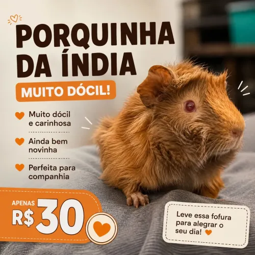 Porquinha da índia