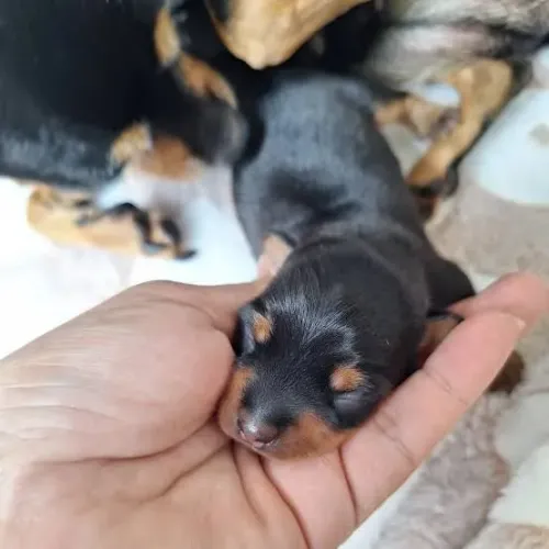 Filhotes pinscher disponível para reservas