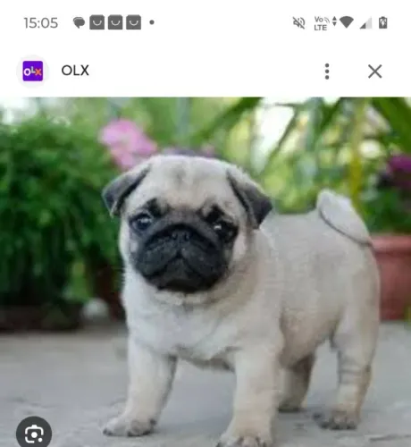 Filhote pug abricó