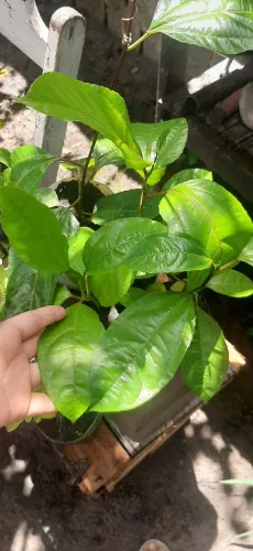 Mudas de Maracujá Lindas