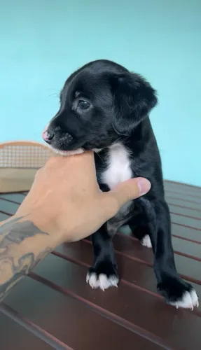 Filhote macho SRD para adoção