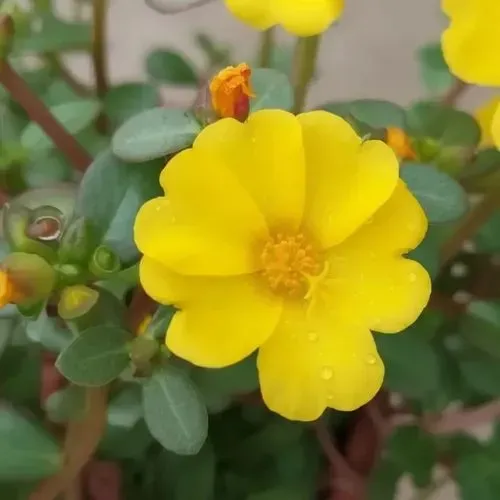 Muda de flor onze horas portulaca - amarela