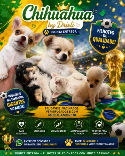 Chihuahua 