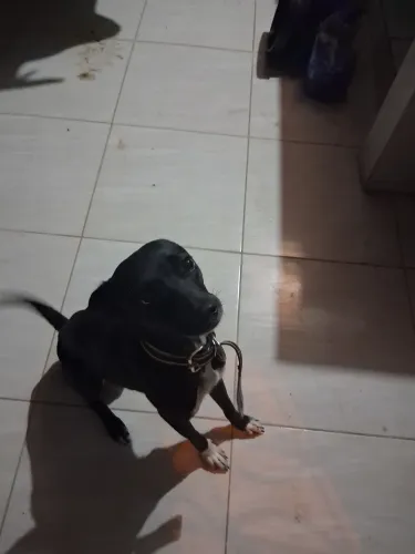 Cachorra a adoção!!