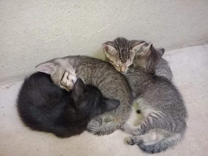 Gatos doação 