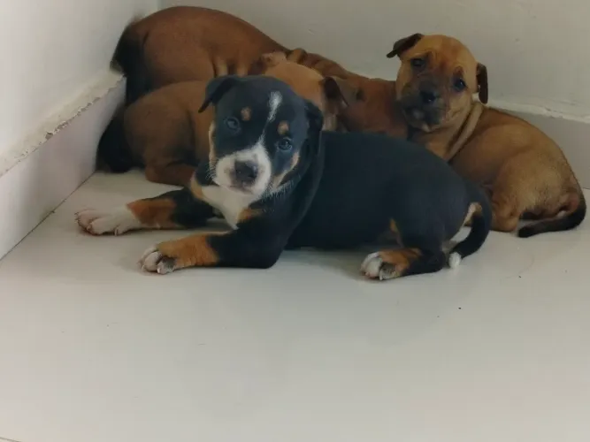 650 R$ FILHOTES American Bully e Decker huntig terrier.