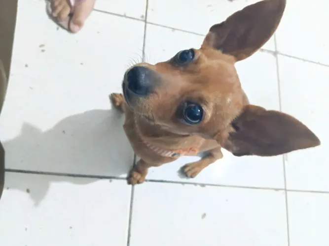 A procurar de uma cachorra fêmea pra cruzar