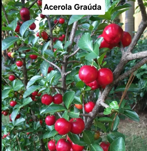 Muda de acerola graúda enxertada