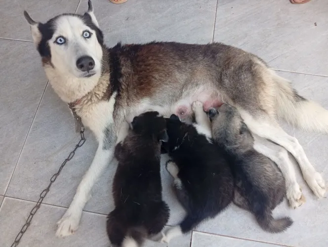 Vendo filhotes de Husky Siberiano 