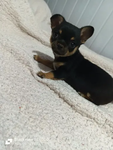 Chihuahua femea