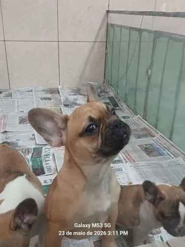 Buldog fêmea ou troco por shitzu femea