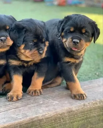 Rottweiler forte e bem cuidado 