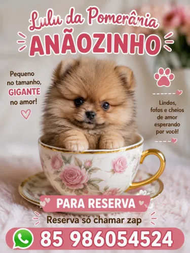 Spitz anaozinho