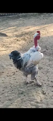 Galo