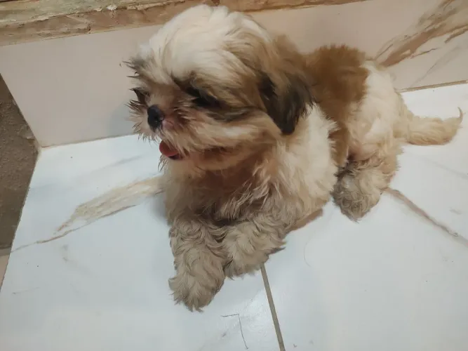 VENDENDO FILHOTES DE SHITZU MACHO E FEMEA 100% GENUÍNOS PAI E MÃE NO LOCAL