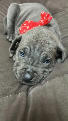 Filhotes de cane corso 