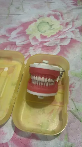 Manequim pronew dentística 