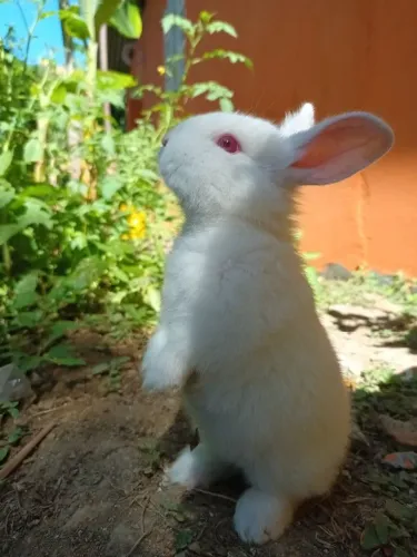 Vendo coelho nova Zelândia