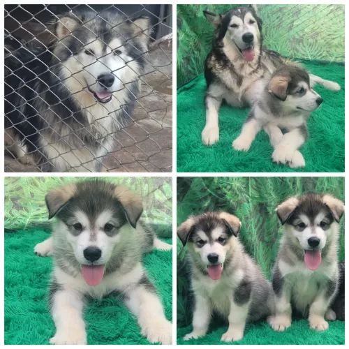 Filhotes de malamute do Alaska para venda