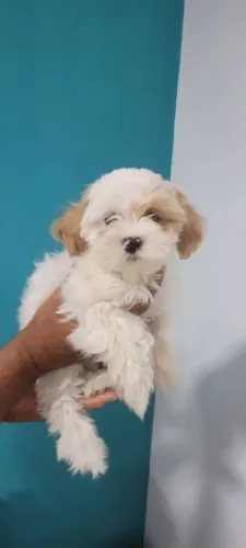 Vendo filhotes fêmea de shitzu