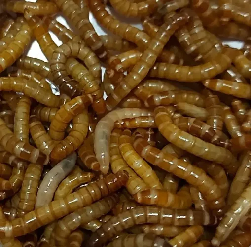 200 Tenébrios Molitores