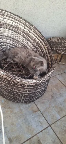 Gata persa