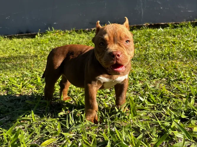 American Bully micro fêmea 