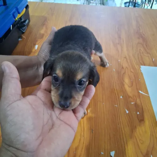 Salsichinhas taktel vermifugados já comen ração molhada