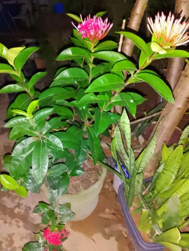 Linda planta no vaso de cimento