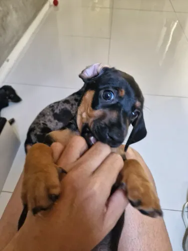 Cachorro salsicha (dachshund)