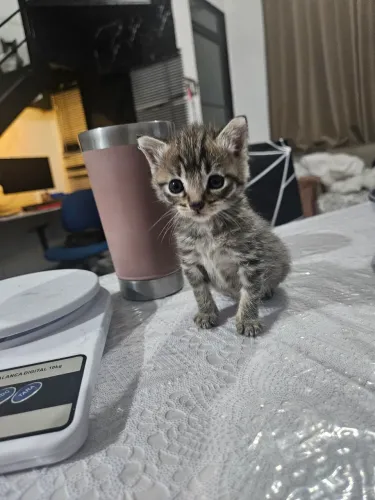 Gatinhas disponíveis para reserva