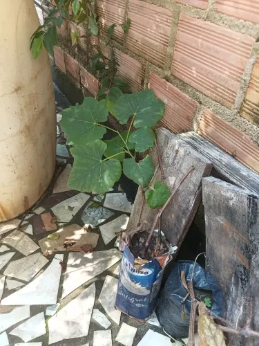 Muda de uva niagara