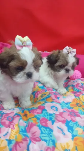 SHIH TZU FÊMEA