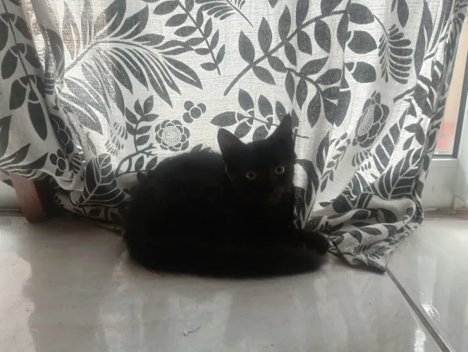 Doa-se filhote de gato 3 meses
