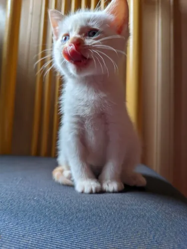 Gatinhos para doar