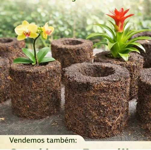 10 unidades de Xaxim Natural para plantas