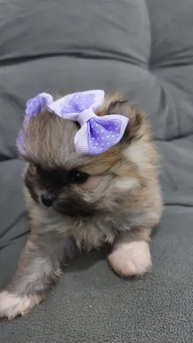 Lulu pomerania anão ?