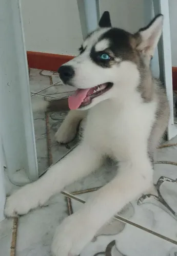 Filhote de Husky Siberiano- 3 meses