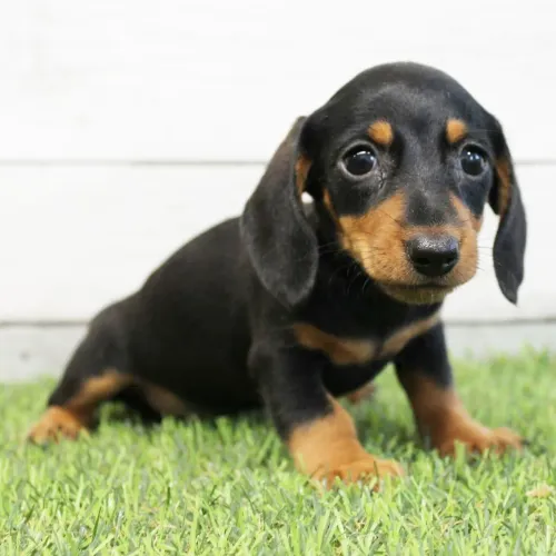 Dachshund/ Entrega imediata