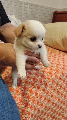 Filhote de cachorro chihuahua com pedigree