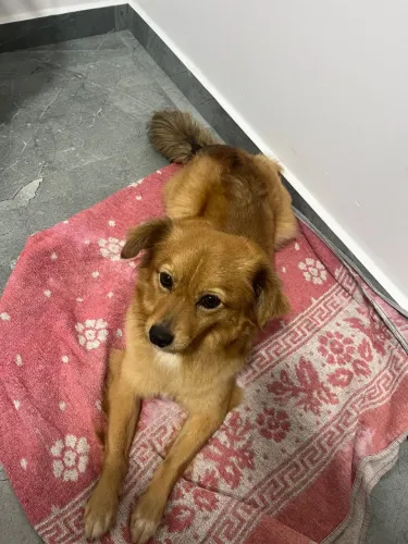 Doa se cachorra, porte pequeno, brincalhona. Estamos doando com urgência