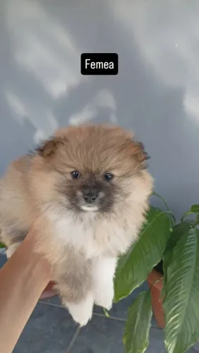 Filhotes mini Lulu da Pomerânia