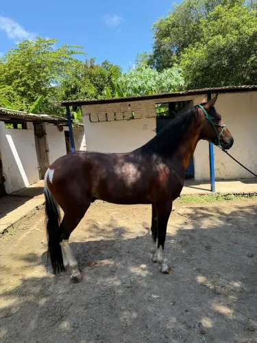 Cavalo mangalarga