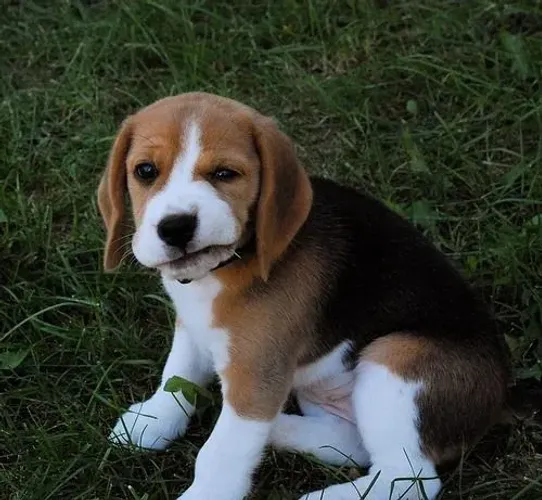 Beagle Cachorrinho com aquele olhar irresistível