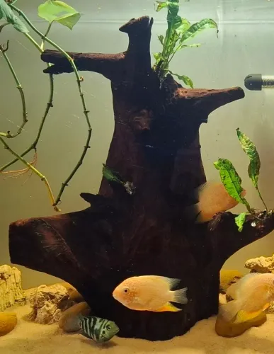 Tronco plantado grande aquário